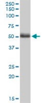 Monoclonal Anti-PTK9L antibody produced in mouse clone 2B5, purified immunoglobulin, buffered aqueous solution