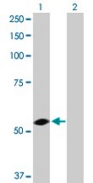 Anti-USP3 antibody produced in rabbit purified immunoglobulin, buffered aqueous solution