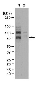 Anticorps anti-phospho-WAVE2 (Ser343) from rabbit, purified by affinity chromatography