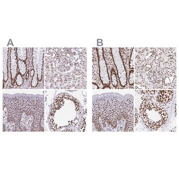 Anti-EWSR1 antibody produced in rabbit Prestige Antibodies&#174; Powered by Atlas Antibodies, affinity isolated antibody, buffered aqueous glycerol solution