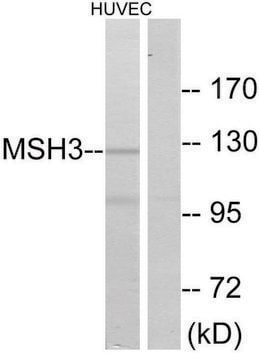 Anti-MSH3 antibody produced in rabbit affinity isolated antibody