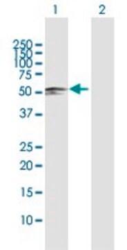 Anti-SARS2 antibody produced in rabbit purified immunoglobulin, buffered aqueous solution