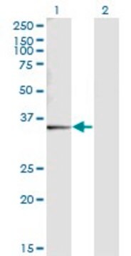 Monoclonal Anti-SNX11 antibody produced in mouse clone 2G1, purified immunoglobulin, buffered aqueous solution