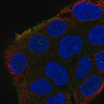 Anti-SHROOM2 antibody produced in rabbit Prestige Antibodies&#174; Powered by Atlas Antibodies, affinity isolated antibody