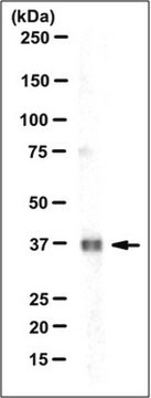 Anti-TMEM173/STING Antibody, clone 1B1.1 clone 1B1.1, from mouse