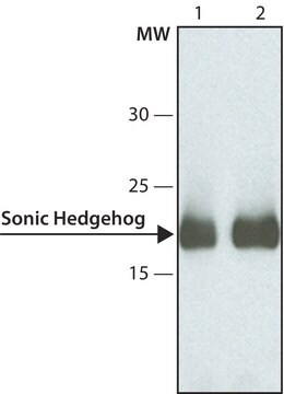 Anti-Sonic Hedgehog antibody, Mouse monoclonal clone SH154, purified from hybridoma cell culture