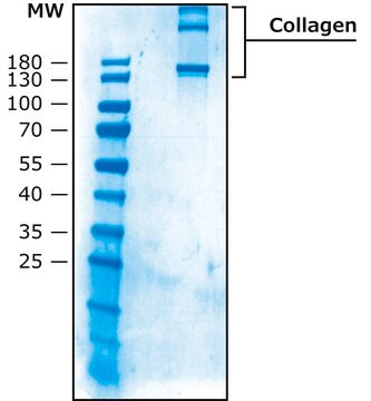 Collagène from human placenta Bornstein and Traub Type III (Sigma Type X), powder