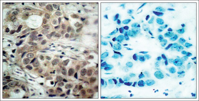 Anti-phospho-CDC25C (pSer216) antibody produced in rabbit affinity isolated antibody