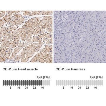 Anti-CDH13 antibody produced in rabbit Prestige Antibodies&#174; Powered by Atlas Antibodies, affinity isolated antibody, buffered aqueous glycerol solution