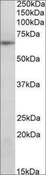 Anti-SOCS5 (N-terminal) antibody produced in goat affinity isolated antibody, buffered aqueous solution