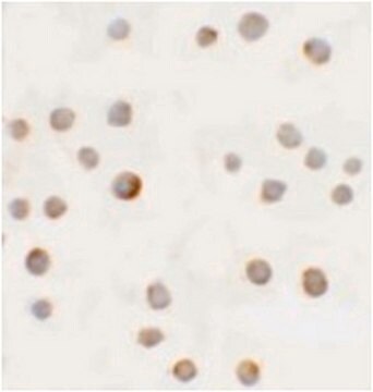 Anti-ABCA7 Antibody from rabbit, purified by affinity chromatography