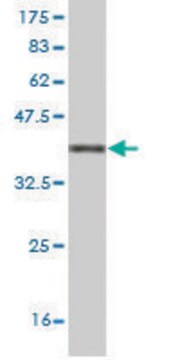 Monoclonal Anti-ATG3 antibody produced in mouse clone 1F7, purified immunoglobulin, buffered aqueous solution