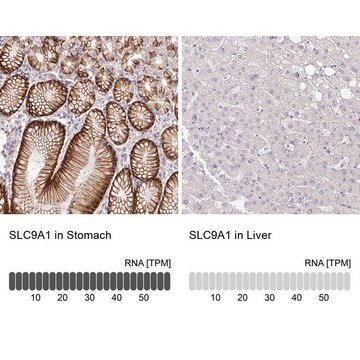 抗SLC9A1抗体 ウサギ宿主抗体 Prestige Antibodies&#174; Powered by Atlas Antibodies, affinity isolated antibody, buffered aqueous glycerol solution