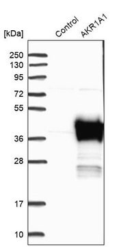 抗AKR1A1抗体 ウサギ宿主抗体 Prestige Antibodies&#174; Powered by Atlas Antibodies, affinity isolated antibody, buffered aqueous glycerol solution