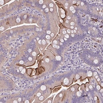 Anti-IL1R1 antibody produced in rabbit Prestige Antibodies&#174; Powered by Atlas Antibodies, affinity isolated antibody, buffered aqueous glycerol solution