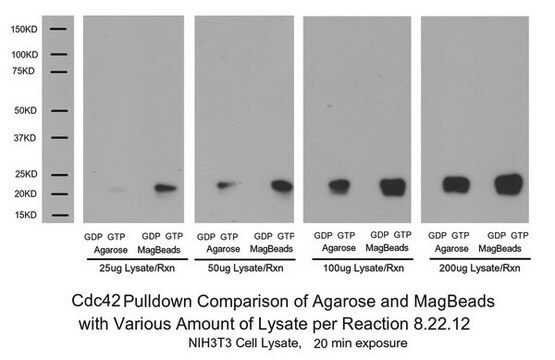 Aktywacja Rac1/cdc42 Test Pulldown z kulkami magnetycznymi The Rac1/cdc42 Activation Magnetic Beads Pulldown Assay provides an effective method for detecting Rac &amp; Cdc42 activity in cell lysates with higher yield &amp; easier process utilizing magenetic bead properties.