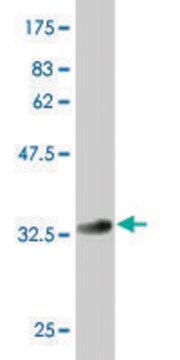 Monoclonal Anti-GCM1 antibody produced in mouse clone 3D2, purified immunoglobulin, buffered aqueous solution