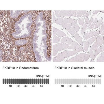 Anti-FKBP10 antibody produced in rabbit Prestige Antibodies&#174; Powered by Atlas Antibodies, affinity isolated antibody, buffered aqueous glycerol solution