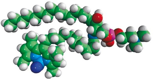 C11 TopFluor&#174; Sphingomyelin N-[11-(dipyrrometheneboron difluoride)undecanoyl]-D-erythro-sphingosylphosphorylcholine, powder