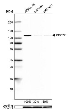 Anti-CDC27 antibody produced in rabbit Prestige Antibodies&#174; Powered by Atlas Antibodies, affinity isolated antibody, buffered aqueous glycerol solution