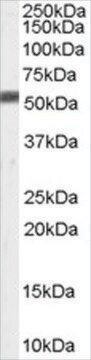 Anti-FACE1/ZMPSTE24 antibody produced in goat affinity isolated antibody, buffered aqueous solution