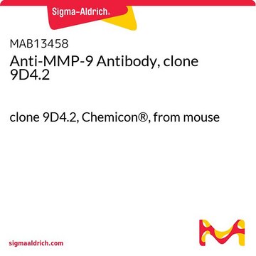 Anti-MMP-9 Antibody, clone 9D4.2 clone 9D4.2, Chemicon&#174;, from mouse