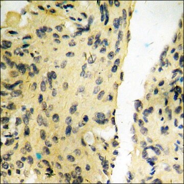 Anti-phospho-Tyrosine Hydroxylase (pSer40) antibody produced in rabbit affinity isolated antibody