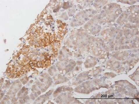 Anti-STX1A antibody produced in mouse purified immunoglobulin, buffered aqueous solution