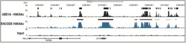 Anti-Acetyl-Histon H3 (Lys9)-Antikörper from rabbit, purified by affinity chromatography