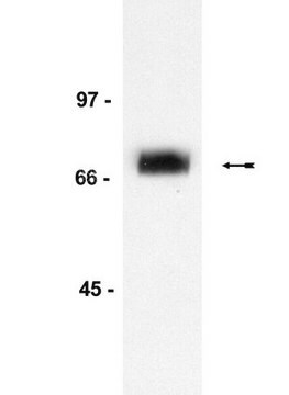 Anti-p75NTR-(Neurotrophin-Rezeptor-)Antikörper, Klon&nbsp;ME20.4 clone A16/17, Upstate&#174;, from mouse