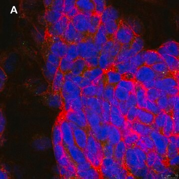 Anti-phospho-TrkB (Tyr816) Antibody, clone 2C21 ZooMAb&#174; Rabbit Monoclonal recombinant, expressed in HEK 293 cells