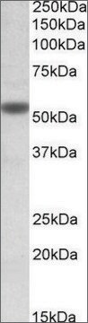 Anti-CHRNA5 antibody produced in goat affinity isolated antibody, buffered aqueous solution