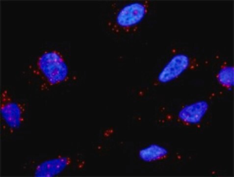 抗HGF抗体 ウサギ宿主抗体 purified immunoglobulin, buffered aqueous solution