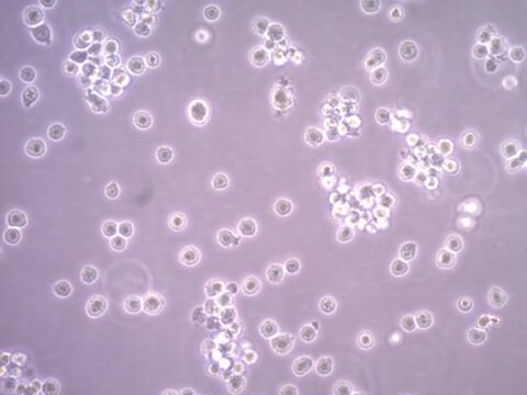 Humane Mastzelllinie HMC-1.1 HMC-1.1 human mast cell line is a variant subline of the HMC-1 cell line and possesses the V560G KIT mutation.