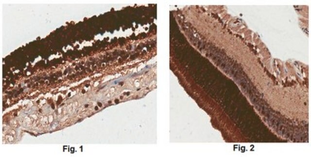 Anticorpo FLAG from rabbit, purified by affinity chromatography