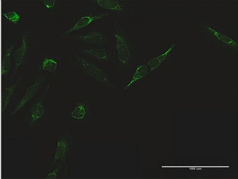 Anti-TIMM44 antibody produced in mouse purified immunoglobulin, buffered aqueous solution