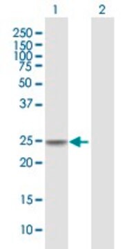 Anti-CIDEC antibody produced in mouse purified immunoglobulin, buffered aqueous solution