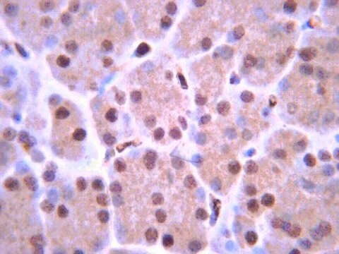 Anti-ISL-1 Antibody from rabbit, purified by affinity chromatography