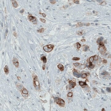 Monoclonal Anti-OCLN antibody produced in mouse Prestige Antibodies&#174; Powered by Atlas Antibodies, clone CL1567, purified immunoglobulin, buffered aqueous glycerol solution