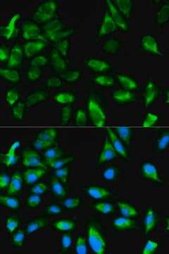 Anti-TRAF6 antibody produced in rabbit