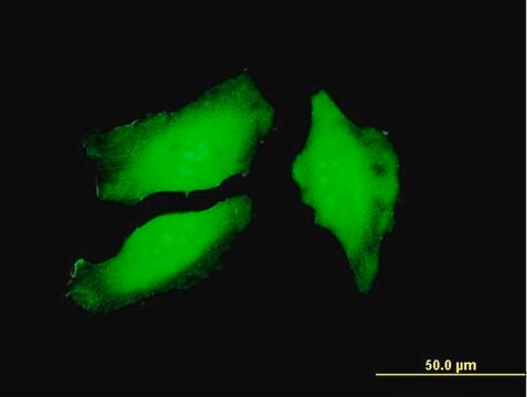 Monoclonal Anti-PADI4 antibody produced in mouse clone 4D8, purified immunoglobulin, buffered aqueous solution