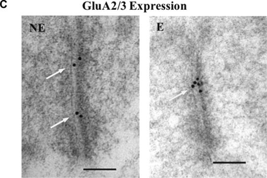 Anticorps anti-récepteur du glutamate&nbsp;2 et 3 Chemicon&#174;, from rabbit