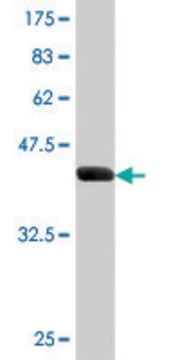 Monoclonal Anti-CEBPG antibody produced in mouse clone S2, purified immunoglobulin, buffered aqueous solution