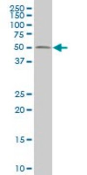 ANTI-RUNX2 antibody produced in mouse clone 4D7, purified immunoglobulin, buffered aqueous solution