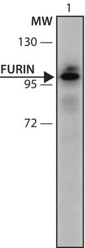 Anti-FURIN (106-120) antibody produced in rabbit IgG fraction of antiserum, buffered aqueous solution