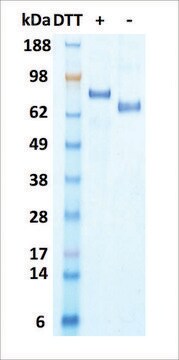 HGF human recombinant, expressed in HEK 293 cells, &#8805;95% (SDS-PAGE)