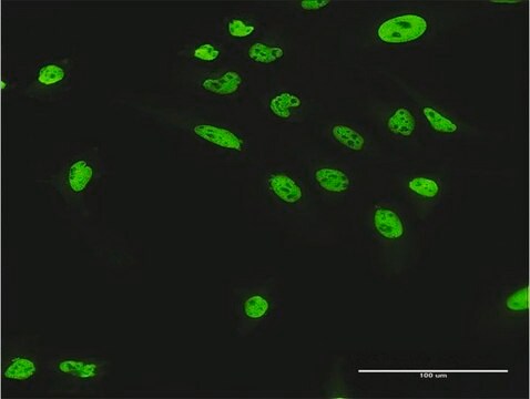 Anti-NUMA1 antibody produced in rabbit purified immunoglobulin, buffered aqueous solution