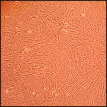 Rat Dermal Fibroblasts: RDF, adult