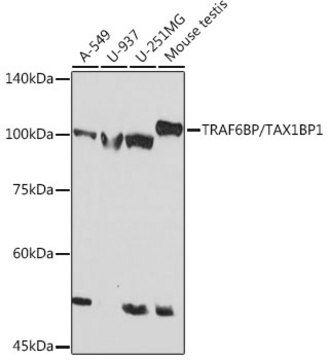 Anti-TRAF6BP/TAX1BP1 Antibody, clone 7Y9W3, Rabbit Monoclonal