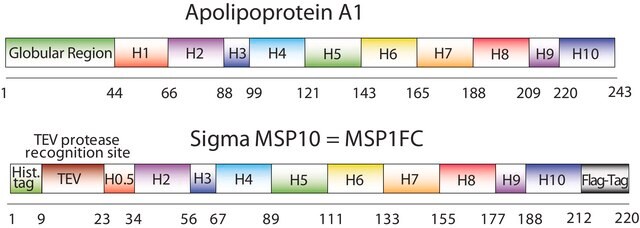 Białko rusztowania błonowego 1FC recombinant, expressed in E. coli, buffered aqueous solution